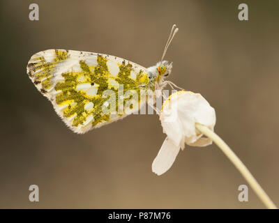 Marmerwitje / quartier blanc tacheté (Euchloe ausonia) Banque D'Images