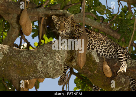 Femme leopard portrait Masai Mara, Kenya Banque D'Images