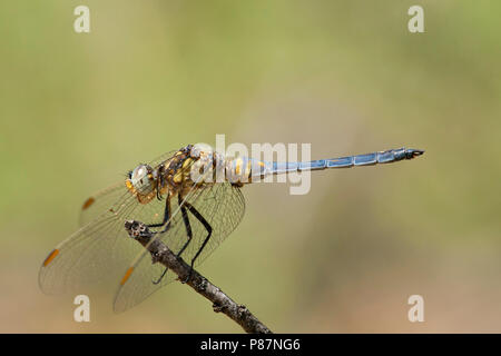 Mannetje, homme Beekoeverlibel Orthetrum coerulescens Banque D'Images