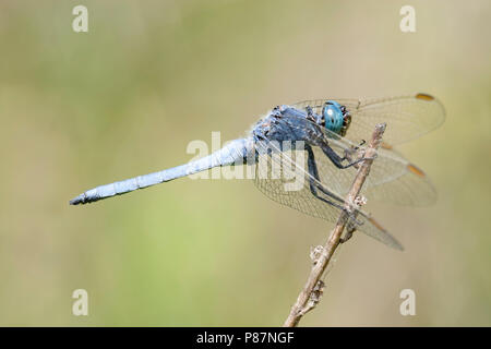 Mannetje, homme Beekoeverlibel Orthetrum coerulescens Banque D'Images