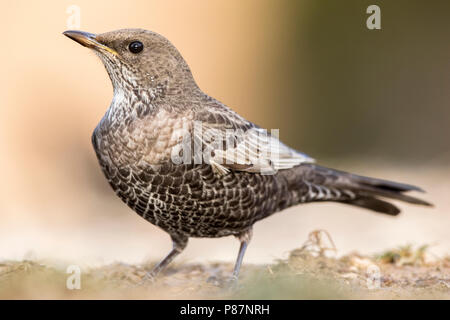 Ring Ouzel, Beflijster, Turdus torquatus alpestris Banque D'Images