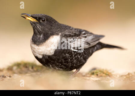 Ring Ouzel, Beflijster, Turdus torquatus alpestris Banque D'Images