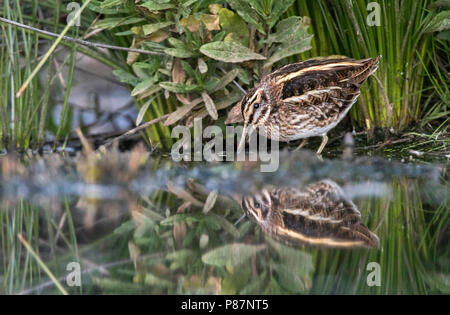 Jack Snipe, Bokje, Lymnocryptes minimus Banque D'Images