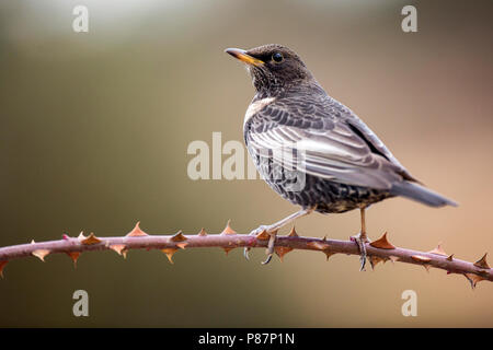 Ring Ouzel, Beflijster, Turdus torquatus alpestris Banque D'Images