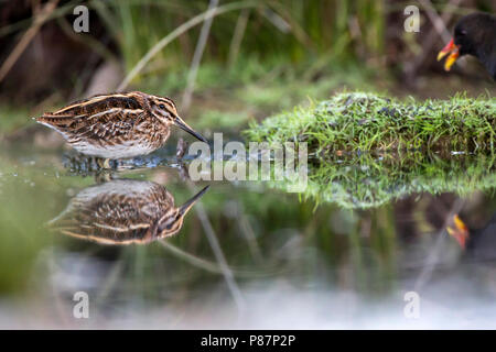 Jack Snipe, Bokje, Lymnocryptes minimus Banque D'Images