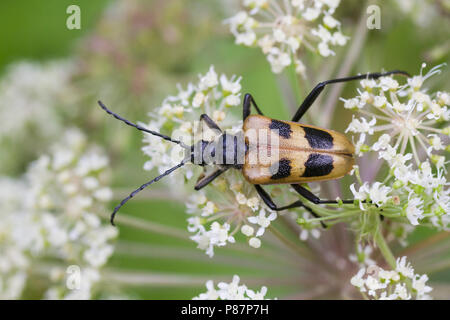 Pachyta quadrimaculata - Vierfleckbock Gelber, Allemagne, imago, femme Banque D'Images