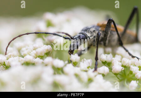 Pachyta quadrimaculata - Vierfleckbock Gelber, Allemagne, imago Banque D'Images