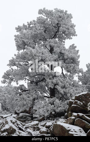 La neige arbre de pin ponderosa dans les rochers à l'ouest du canyon Two-Mile Boulder CO dans Boulder Comté Foothills. Montagnes Rocheuses Banque D'Images