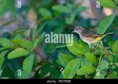 Palmzanger ; Palm Warbler ; Banque D'Images