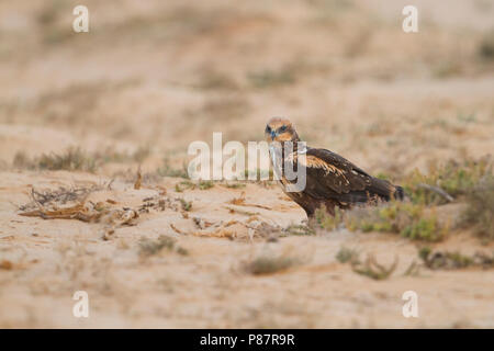 Western Marsh Harrier - Rohrweihe - Circus aeruginosus aeruginosus ssp., Oman, femme Banque D'Images