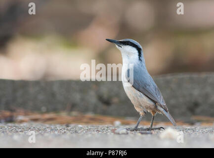 Sittelle Western Rock - Felsenkleiber - Sitta neumayer ssp. syriaca ; Turquie, adulte Banque D'Images