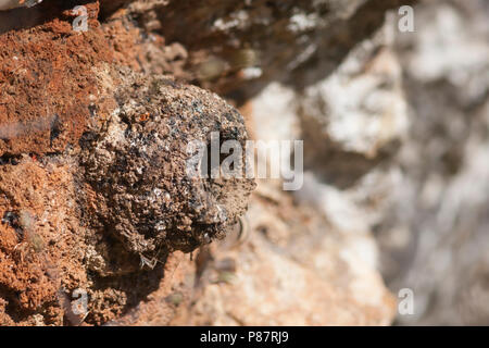 Sittelle Western Rock - Felsenkleiber - Sitta neumayer ssp. syriaca ; Turquie, nid Banque D'Images