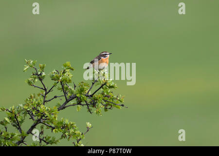 Whinchat - Saxicola rubetra Braunkehlchen -, l'Allemagne, l'homme adulte Banque D'Images