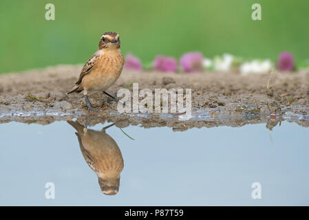 Winchat Paapje Saxicola rubetra,, Banque D'Images