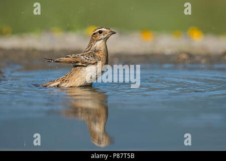 Winchat Paapje Saxicola rubetra,, Banque D'Images