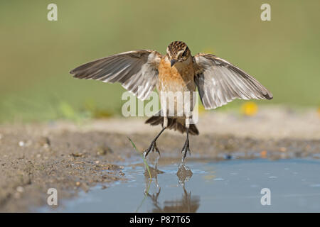 Winchat Paapje Saxicola rubetra,, Banque D'Images