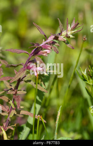 De Rode dans duinvallei ogentroost vochtige ; Red Bartsia dunes humides Banque D'Images