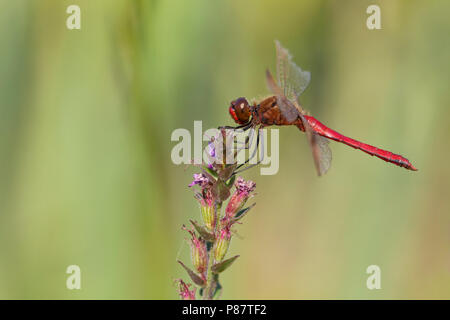 Homme Bandheidelibel Imago ; adulte bagué vert Banque D'Images