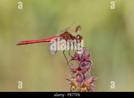 Homme Bandheidelibel Imago ; adulte bagué vert Banque D'Images