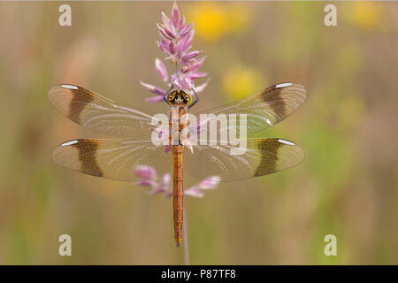 Homme Bandheidelibel Imago ; adulte bagué vert Banque D'Images