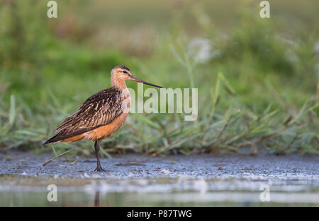 Barge à queue Bar - Pfuhlschnepfe - Limosa lapponica ssp. lapponica, l'Allemagne, l'homme adulte Banque D'Images