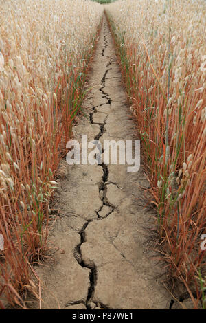 Chemin sur les terres agricoles s'est fissurée à la suite de longues temps chaud et sec en juin / juillet 2018. Banque D'Images