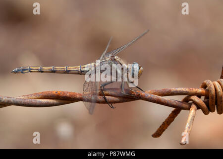 Imago épaulette oeverlibel ; des profils épaulette Skimmer ; Banque D'Images