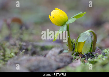 Winterakoniet Bloeiende Aconit d'hiver, la floraison Banque D'Images