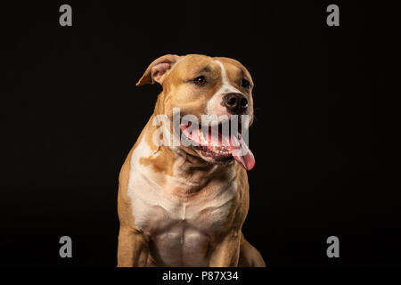 Red bull-terrier américain de mine sur fond noir Banque D'Images