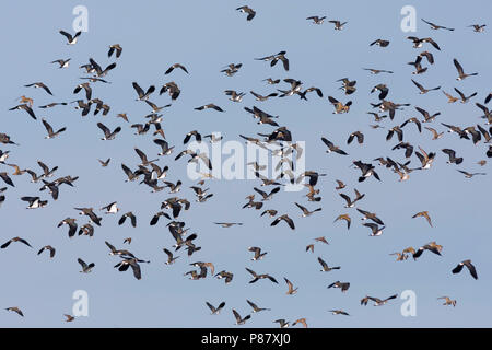 - Goldregenpfeifer Pluvier doré eurasien - Pluvialis apricaria, Allemagne, avec des vanneaux Banque D'Images