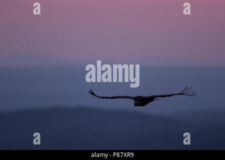 - Gänsegeier eurasienne vautour fauve - Gyps fulvus fulvus, Espagne ssp. Banque D'Images