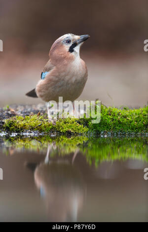 Gaai bij waterpoel eurasienne, Jay à waterpool Banque D'Images