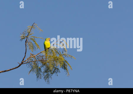 De magnifiques oiseaux perruches Nanday Prince-Black ou perruche (Aratinga nenday) dans un arbre dans le Pantanal brésilien. Banque D'Images