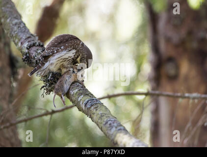 La Chevêchette naine eurasien - Sperlingskauz Glaucidium passerinum - (ssp. passerinum, Allemagne, adulte, homme Banque D'Images