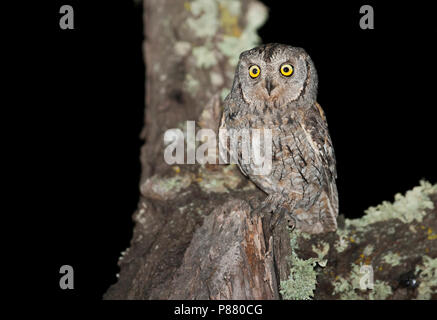 - Zwergohreule eurasienne Scops-Owl Otus scops scops -, en Espagne (Barcelone), des profils Banque D'Images