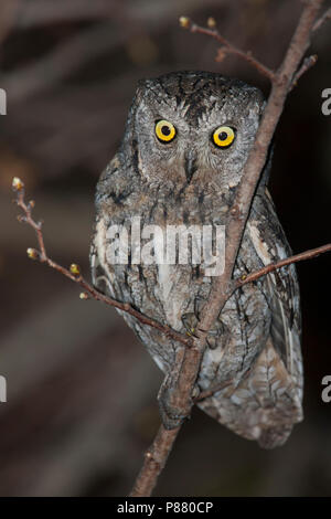 - Zwergohreule eurasienne Scops-Owl Otus scops scops -, en Espagne (Barcelone), des profils Banque D'Images