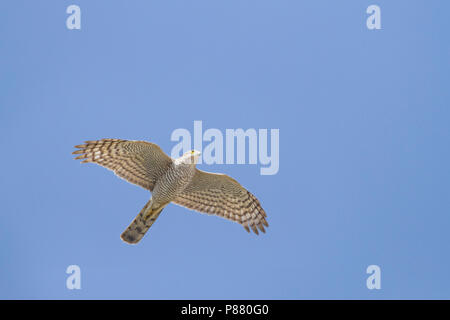 - Sperber - Accipiter nisus, Oman, 2e cy, femme Banque D'Images