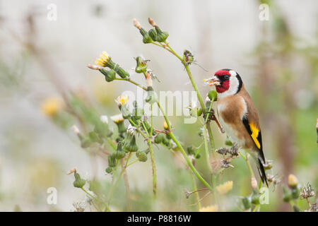 Chardonneret élégant - Carduelis carduelis - Stieglitz ssp. parva, Mallorca, mâle adulte Banque D'Images