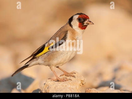 European Goldfinch, Putter, Carduelis carduelis ssp. balcanica, Croatie, adulte de sexe féminin Banque D'Images