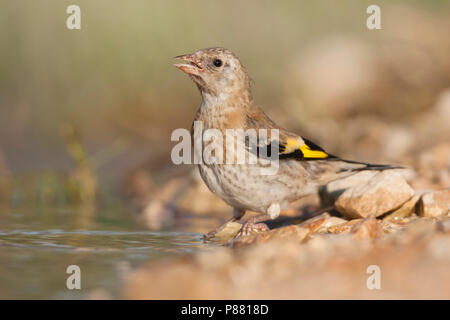 European Goldfinch, Putter, Carduelis carduelis ssp. balcanica, Croatie, juvénile Banque D'Images