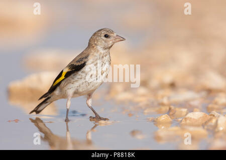 European Goldfinch, Putter, Carduelis carduelis ssp. balcanica, Croatie, juvénile Banque D'Images