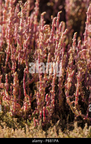 La végétation halophyte Sarcocornia fruticosa, réserve naturelle de Guadalhorce, Malaga, Espagne. Banque D'Images