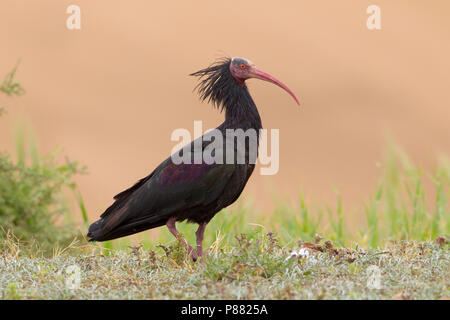 Heremietibis, Waldrapp Banque D'Images