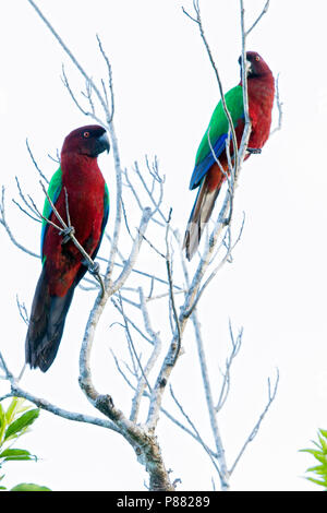 Shining-Parrot Prosopeia tabuensis (marron) est endémique à l'île de Taveuni et Vanua Levu dans les îles Fidji et a été introduit dans les îles du sud de Banque D'Images