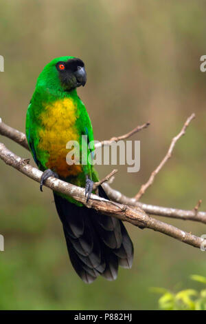 Shining-Parrot Prosopeia personata (masqué) perché sur une branche. C'est endémique à l'île de Viti Levu dans les îles Fidji. Banque D'Images