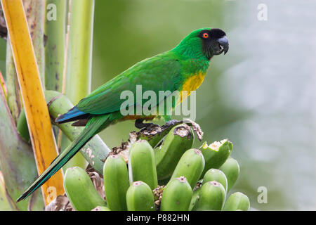 Shining-Parrot Prosopeia personata (masqué) perché sur une branche. C'est endémique à l'île de Viti Levu dans les îles Fidji. Banque D'Images