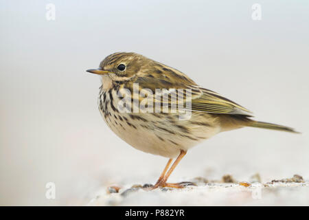 Meadow Pipit spioncelle - Anthus pratensis - Wiesenpieper ssp. pratensis, Allemagne Banque D'Images