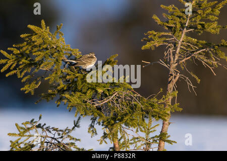Meadow Pipit spioncelle - Anthus pratensis - Wiesenpieper ssp. pratensis, Allemagne Banque D'Images