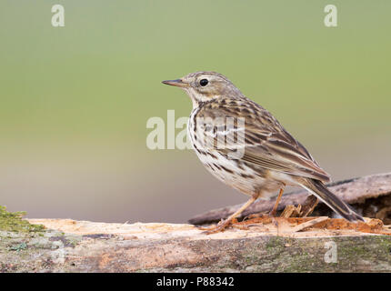 Meadow Pipit spioncelle - Anthus pratensis - Wiesenpieper ssp. pratensis, Pologne Banque D'Images