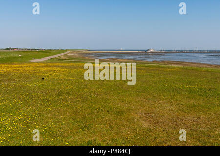Jachthaven rencontré veld vol. Boterbloemen voorgrond ; op de Marina avec champ de renoncules en premier plan Banque D'Images